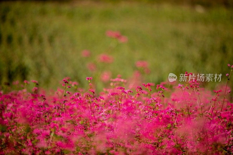 红荞麦花2 VH549